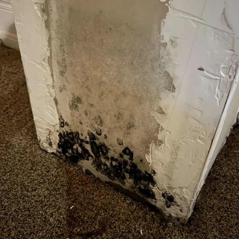 Professional Mold Removal in Anderson, IN